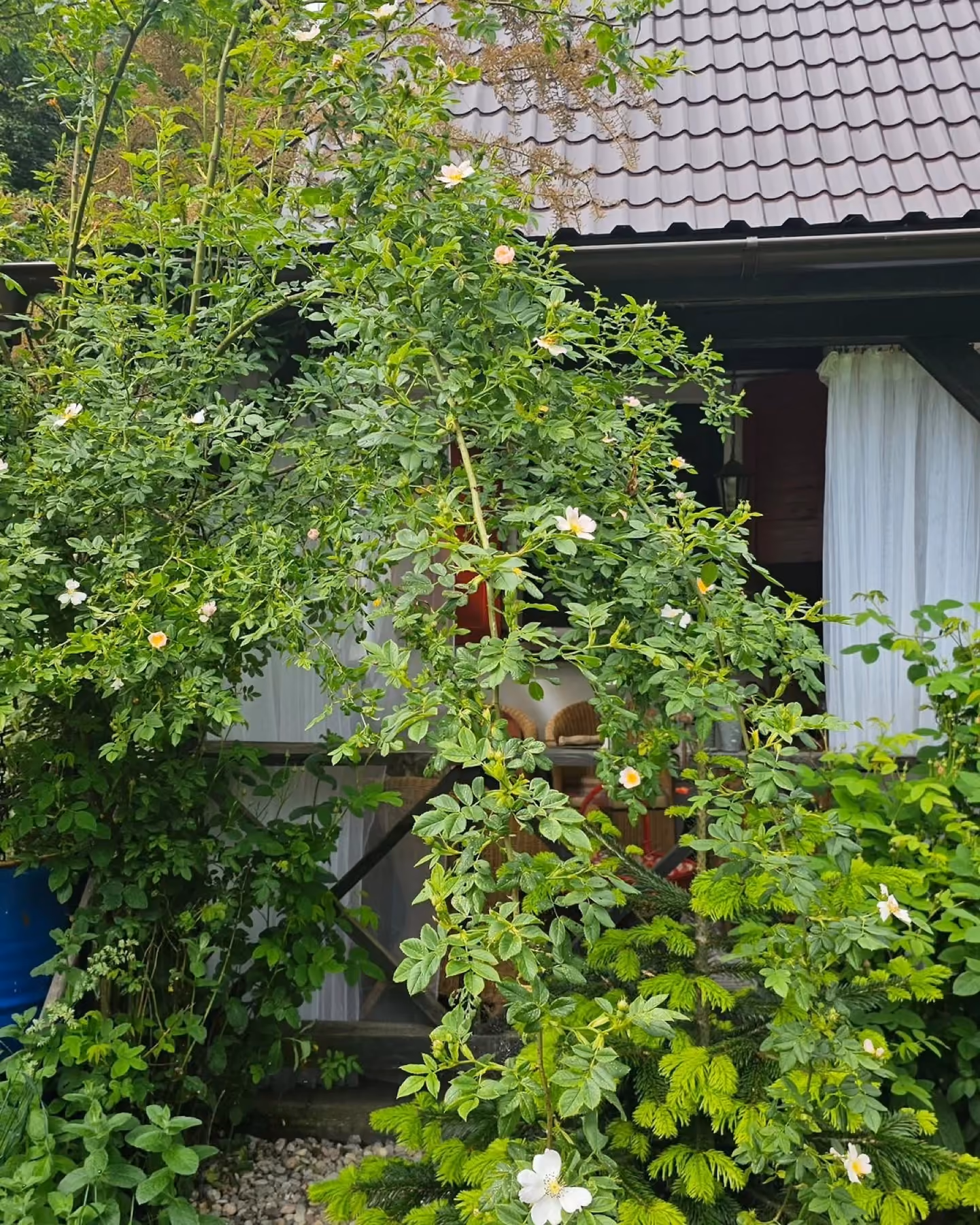 Dom siedliska z pnącą dziką różą i przeszkloną werandą