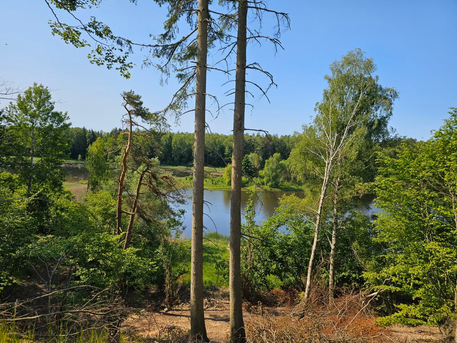 Widok przez drzewa na wodę