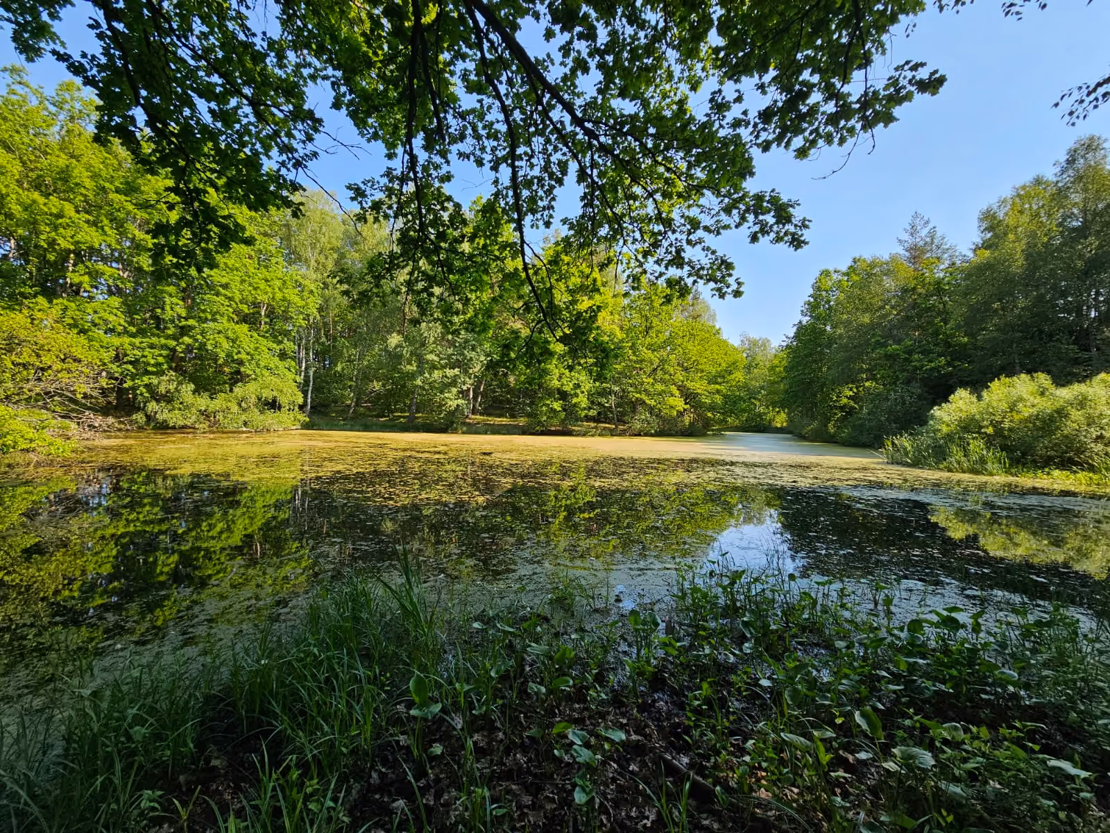 Spokojny staw otoczony zielenią